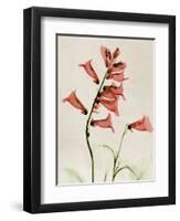 Foxglove Whisper-Albert Koetsier-Framed Art Print