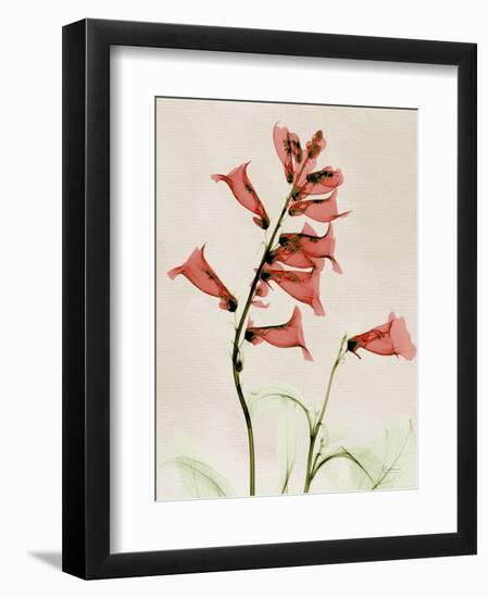 Foxglove Whisper-Albert Koetsier-Framed Art Print