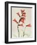 Foxglove Whisper-Albert Koetsier-Framed Art Print