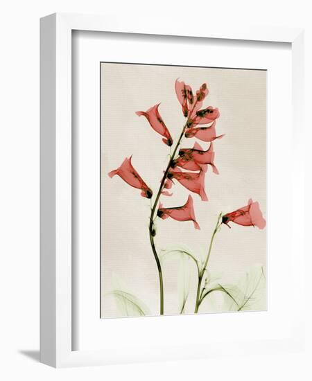 Foxglove Whisper-Albert Koetsier-Framed Art Print