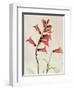 Foxglove Whisper-Albert Koetsier-Framed Art Print