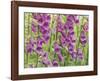 Foxglove-Don Paulson-Framed Giclee Print