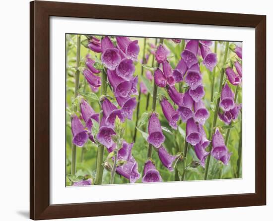 Foxglove-Don Paulson-Framed Giclee Print