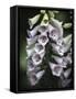 Foxglove-J.D. Mcfarlan-Framed Stretched Canvas