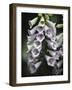 Foxglove-J.D. Mcfarlan-Framed Photographic Print