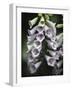 Foxglove-J.D. Mcfarlan-Framed Photographic Print