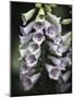 Foxglove-J.D. Mcfarlan-Mounted Photographic Print