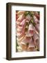 Foxglove-Jim Engelbrecht-Framed Photographic Print