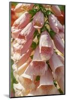 Foxglove-Jim Engelbrecht-Mounted Photographic Print