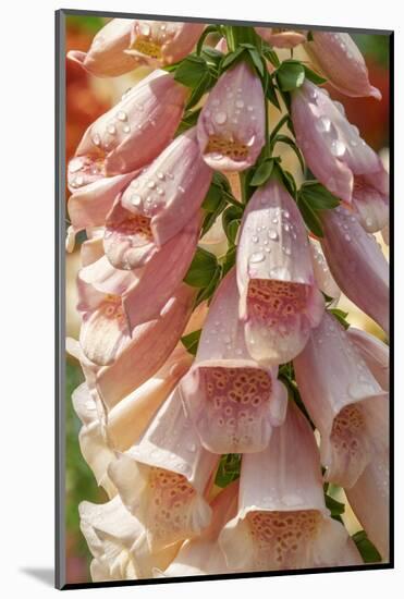 Foxglove-Jim Engelbrecht-Mounted Photographic Print