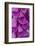 Foxglove-Jim Engelbrecht-Framed Photographic Print