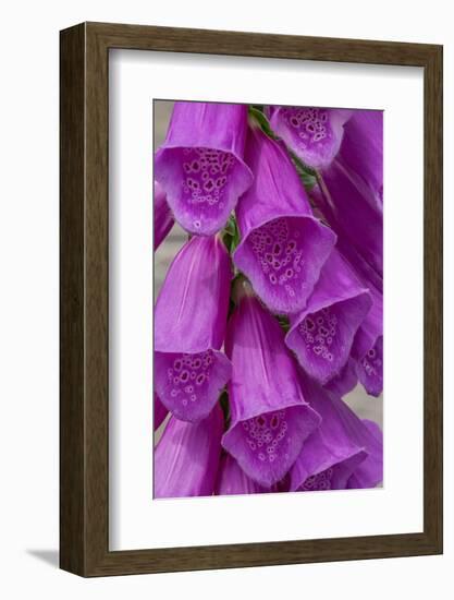 Foxglove-Jim Engelbrecht-Framed Photographic Print