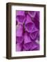 Foxglove-Jim Engelbrecht-Framed Photographic Print