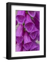 Foxglove-Jim Engelbrecht-Framed Photographic Print