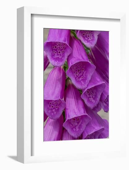 Foxglove-Jim Engelbrecht-Framed Photographic Print