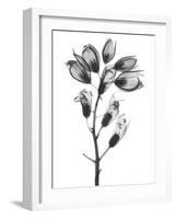 Foxglove-Albert Koetsier-Framed Art Print