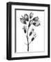 Foxglove-Albert Koetsier-Framed Art Print