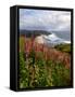 Foxgloves at Cascade Head, The Nature Conservancy, Tillamook County, Oregon, USA-null-Framed Stretched Canvas