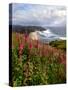 Foxgloves at Cascade Head, The Nature Conservancy, Tillamook County, Oregon, USA-null-Stretched Canvas