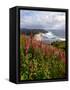 Foxgloves at Cascade Head, The Nature Conservancy, Tillamook County, Oregon, USA-null-Framed Stretched Canvas