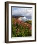 Foxgloves at Cascade Head, The Nature Conservancy, Tillamook County, Oregon, USA-null-Framed Photographic Print