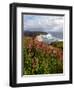 Foxgloves at Cascade Head, The Nature Conservancy, Tillamook County, Oregon, USA-null-Framed Photographic Print