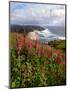 Foxgloves at Cascade Head, The Nature Conservancy, Tillamook County, Oregon, USA-null-Mounted Photographic Print