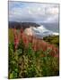 Foxgloves at Cascade Head, The Nature Conservancy, Tillamook County, Oregon, USA-null-Mounted Photographic Print