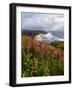 Foxgloves at Cascade Head, The Nature Conservancy, Tillamook County, Oregon, USA-null-Framed Photographic Print