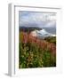 Foxgloves at Cascade Head, The Nature Conservancy, Tillamook County, Oregon, USA-null-Framed Photographic Print