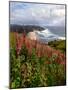 Foxgloves at Cascade Head, The Nature Conservancy, Tillamook County, Oregon, USA-null-Mounted Photographic Print