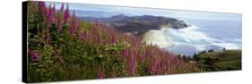 Foxgloves at Cascade Head, Tillamook County, Oregon, USA-null-Stretched Canvas