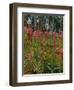 Foxgloves, c.1916-Georges Lacombe-Framed Giclee Print