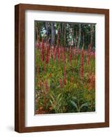 Foxgloves, c.1916-Georges Lacombe-Framed Giclee Print