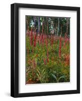 Foxgloves, c.1916-Georges Lacombe-Framed Giclee Print