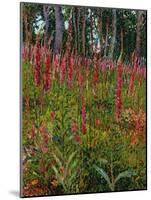 Foxgloves, c.1916-Georges Lacombe-Mounted Giclee Print