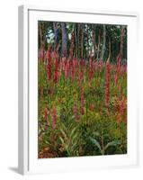 Foxgloves, c.1916-Georges Lacombe-Framed Giclee Print