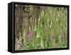 Foxgloves Flowering in Coastal Woodland, Norfolk, UK-Gary Smith-Framed Stretched Canvas