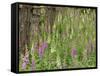 Foxgloves Flowering in Coastal Woodland, Norfolk, UK-Gary Smith-Framed Stretched Canvas