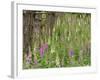 Foxgloves Flowering in Coastal Woodland, Norfolk, UK-Gary Smith-Framed Photographic Print
