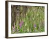 Foxgloves Flowering in Coastal Woodland, Norfolk, UK-Gary Smith-Framed Photographic Print