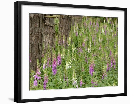 Foxgloves Flowering in Coastal Woodland, Norfolk, UK-Gary Smith-Framed Photographic Print