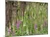 Foxgloves Flowering in Coastal Woodland, Norfolk, UK-Gary Smith-Mounted Photographic Print