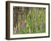 Foxgloves Flowering in Coastal Woodland, Norfolk, UK-Gary Smith-Framed Photographic Print