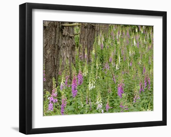 Foxgloves Flowering in Coastal Woodland, Norfolk, UK-Gary Smith-Framed Photographic Print