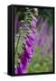 Foxgloves in Flower-null-Framed Stretched Canvas