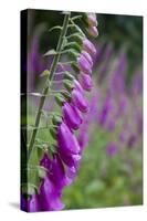 Foxgloves in Flower-null-Stretched Canvas