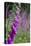 Foxgloves in Flower-null-Stretched Canvas