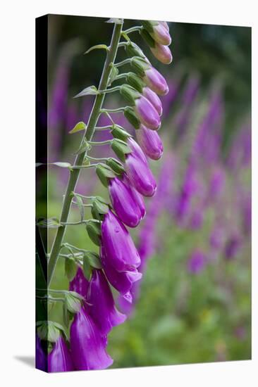 Foxgloves in Flower-null-Stretched Canvas