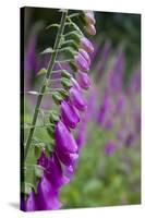 Foxgloves in Flower-null-Stretched Canvas